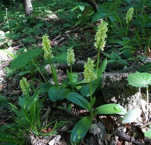 Klikni pro velký obrázek