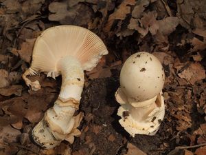 Muchomůrka šedožlutavá - Amanita lividopallescens (Secr. ex Boudier) Kühner & Romagn.