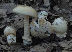 Muchomůrka šedožlutavá - Amanita lividopallescens (Secr. ex Boudier) Kühner & Romagn.