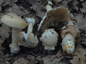 Muchomůrka šedožlutavá - Amanita lividopallescens (Secr. ex Boudier) Kühner & Romagn.