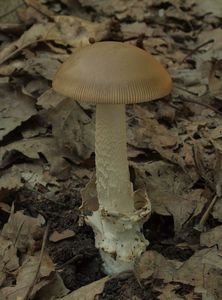 Muchomůrka šedožlutavá - Amanita lividopallescens (Secr. ex Boudier) Kühner & Romagn.