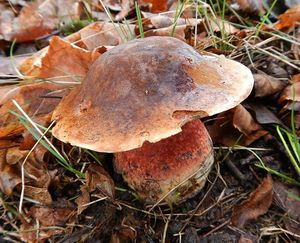 Klikni pro velký obrázek