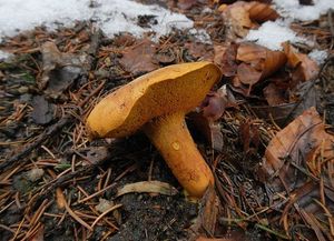 Klikni pro velký obrázek