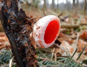 Klikni pro velký obrázek