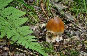 Klikni pro velký obrázek