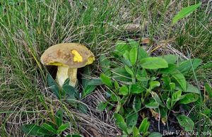 Klikni pro velký obrázek