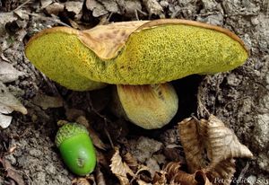 Klikni pro velký obrázek