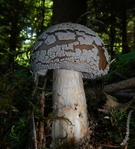 Klikni pro velký obrázek