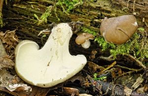 Klikni pro velký obrázek