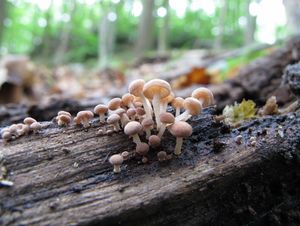 Klikni pro velký obrázek