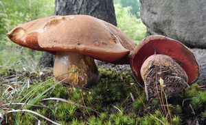 Klikni pro velký obrázek