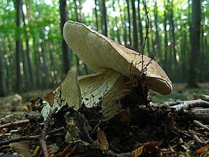 Klikni pro velký obrázek