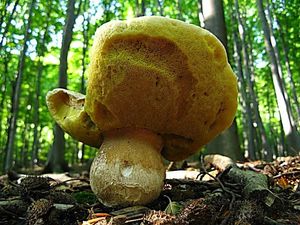 Klikni pro velký obrázek