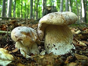 Klikni pro velký obrázek