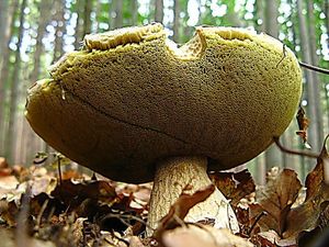 Klikni pro velký obrázek