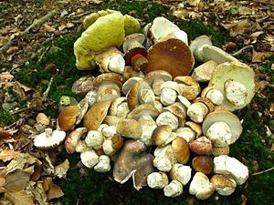 Klikni pro velký obrázek