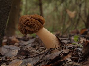 Klikni pro velký obrázek