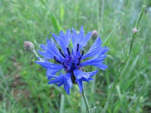 Chrpa modrá (Centaurea cyanus)