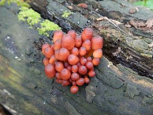 Klikni pro velký obrázek