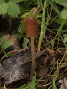 Hnojník velkovýtrusý - Parasola megasperma (P.D. Orton) Redhead, Vilgalys & Hopple 2001