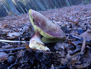 Klikni pro velký obrázek