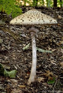 Klikni pro velký obrázek