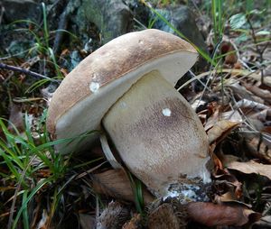 Klikni pro velký obrázek