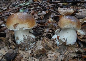 Klikni pro velký obrázek