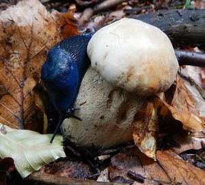 Klikni pro velký obrázek