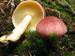 Klikni pro velký obrázek