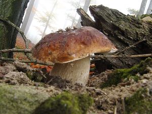 Klikni pro velký obrázek