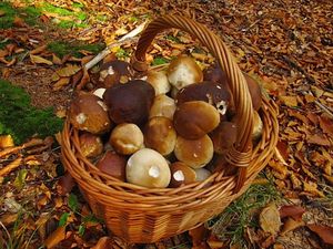 Klikni pro velký obrázek