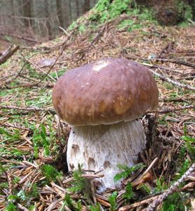 Klikni pro velký obrázek