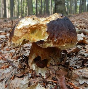 Klikni pro velký obrázek