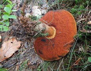 Klikni pro velký obrázek