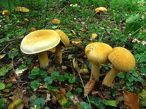 Klikni pro velký obrázek