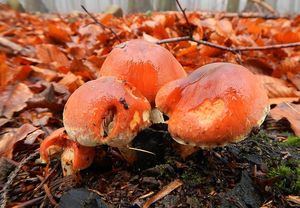 Klikni pro velký obrázek