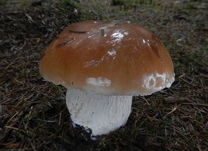 Klikni pro velký obrázek