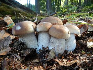 Hřib smrkový - Boletus edulis Bull. 1782