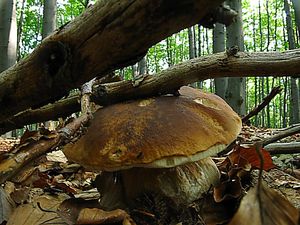 Klikni pro velký obrázek