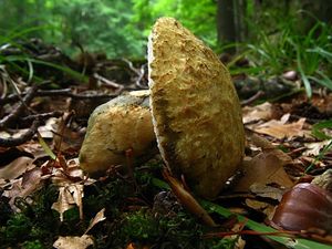 Klikni pro velký obrázek