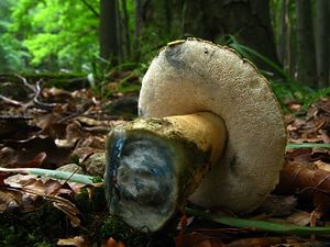 Klikni pro velký obrázek