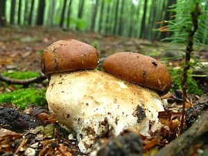 Klikni pro velký obrázek