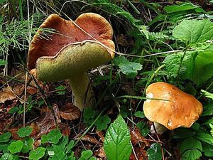 Klikni pro velký obrázek