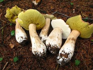 Klikni pro velký obrázek