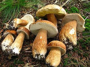 Klikni pro velký obrázek