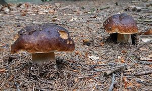 Klikni pro velký obrázek