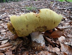 Klikni pro velký obrázek