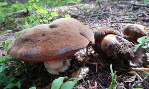 Klikni pro velký obrázek