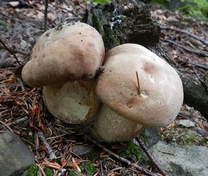 Klikni pro velký obrázek